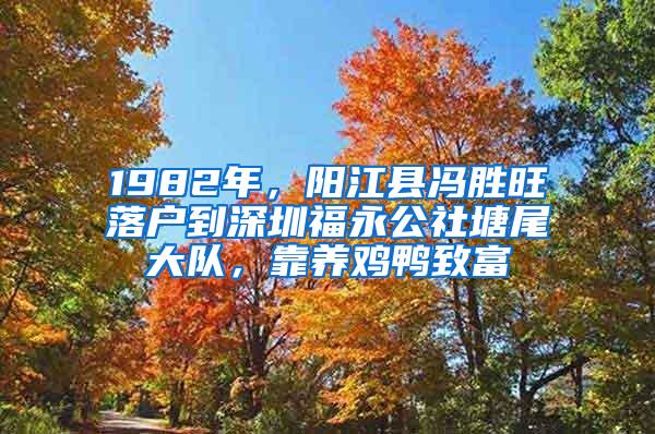 1982年，阳江县冯胜旺落户到深圳福永公社塘尾大队，靠养鸡鸭致富